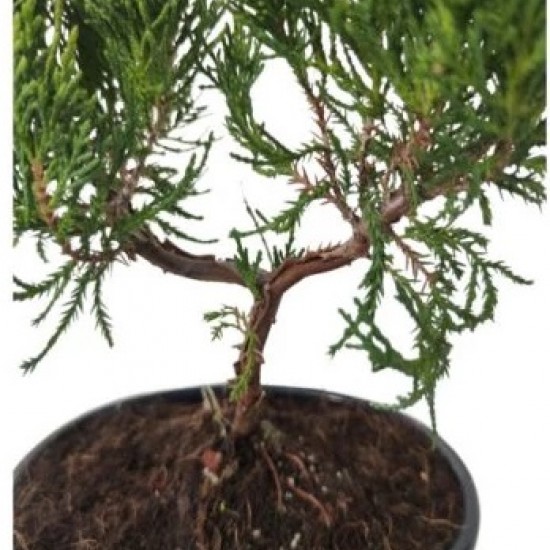 Juniperus 30cm μπονσαι