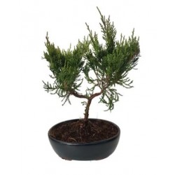 Juniperus 30cm μπονσαι