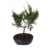 Juniperus 30cm μπονσαι