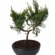 Juniperus 30cm μπονσαι