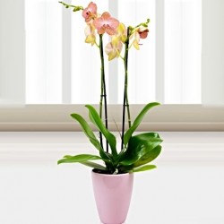 Phalaenopsis ορχιδέα κοραλί