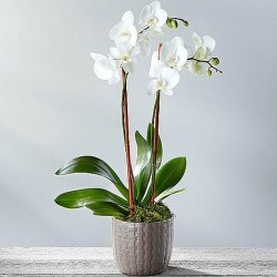 Phalaenopsis ορχιδέα λευκή