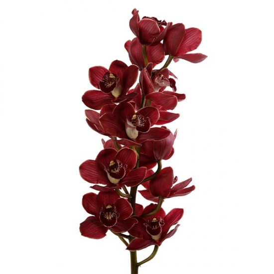 Ορχιδέα Cymbidium κόκκινο