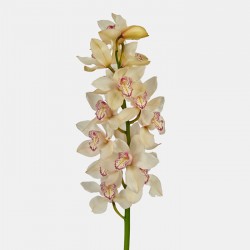 Ορχιδέα Cymbidium λευκό